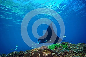 Manta and coral reef diving underwater