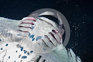 Manta eating krill plancton at night photo