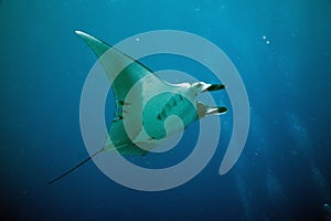 Manta (manta birostris)
