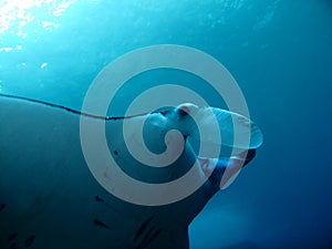 Manta ray