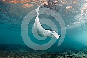 Manta Ray photo