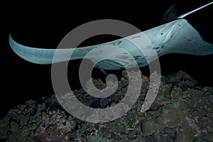 Manta Ray
