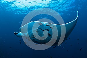 Manta Ray photo