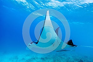 Manta ray