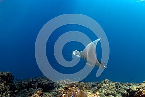 Manta ray
