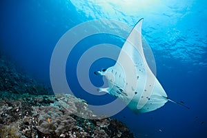 Manta Ray