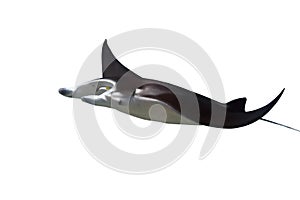 Manta ray