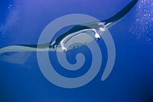 Manta ray