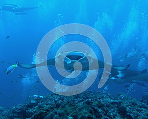 Manta Ray