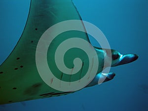 Manta Ray