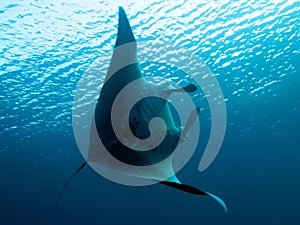 Manta Ray