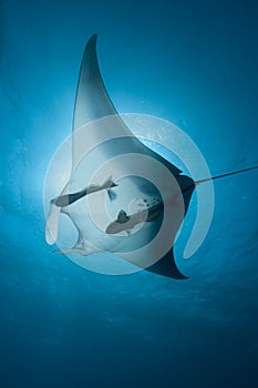 Manta Ray