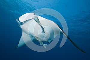 Manta Ray