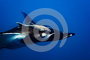 Manta ray with attached remora fish view from side