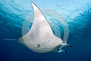 Manta Ray in blue water