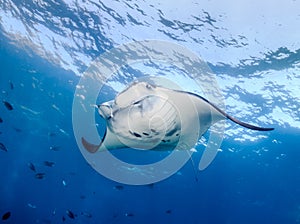 Manta Ray in blue water