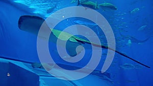 Manta Ray in the Churaumi Aquarium, Okinawa, Japan