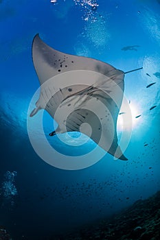 Manta ray cleaning