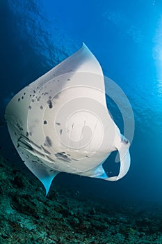 Manta ray cleaning