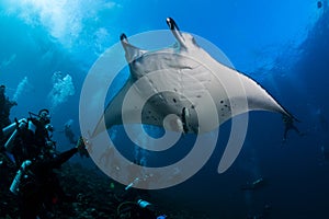 Manta ray cleaning