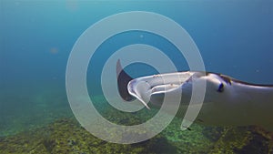 Manta Ray Close Up. Big Mantaray Feeding