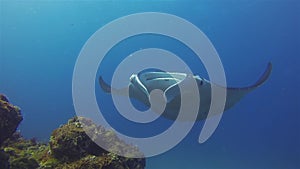 Manta Ray Close Up. Big Mantaray Swimming In Blue Sea Water. Pelagic Marine Life