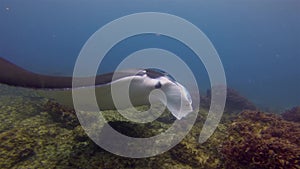 Manta ray close up. big ray swimming in blue sea water. Pelagic marine life
