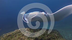 Manta Ray Close Up. Graceful Large Ray At Cleaning Station In Blue Sea Water Coral Reef