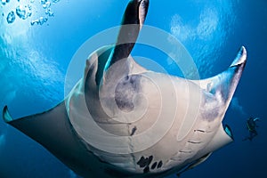 Manta ray close-up