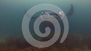 Manta Ray Close Up At Night. Large Ray Manta Alfredi Or Reef Manta Ray Filter Feeder