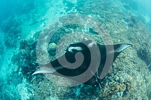 Manta Ray and Coral Reef