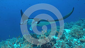 Manta ray on a coral reef