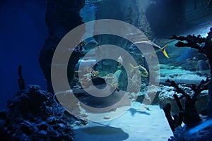 Manta ray dancing with tropical marine fish in seaquarium