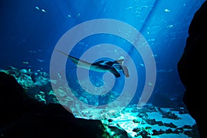 Manta ray in the deep blue ocean photo