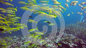 Manta ray and divers relax underwater in striped snapper school fish in ocean.