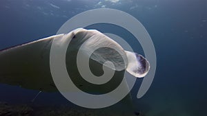 Manta Ray Feeding & Mouth Open Swimming Close Up. Graceful Joyful Mantaray In Blue Sea