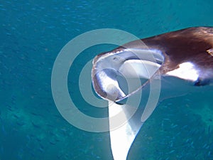 Manta ray filtering plankton