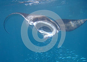 Manta ray filtering plankton