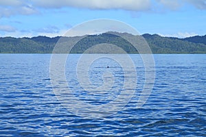 Manta Ray Fin on Sea Surface