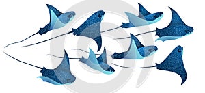 Manta ray fishes, marine animals, sea creatures set vector illustration