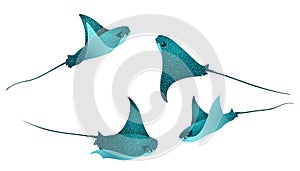 Manta ray fishes, marine animals, sea creatures vector collection