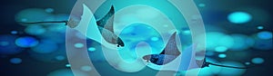 Manta ray fishes, marine animals, sea creatures vector illustration