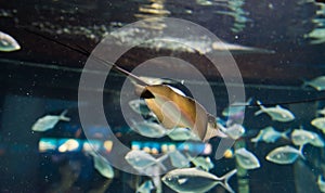 Manta ray floating underwater