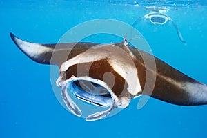 Manta ray floating underwater photo