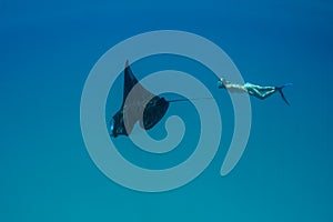 Manta Ray and Free Diver in Indonesia