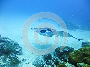 Manta ray at German channel scuba diving spot near Carp Island