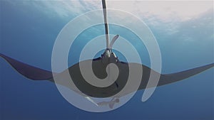 Manta Ray Gills Close Up. Big Manta Hovering & Remora Fish Feeding Off Parasites