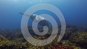 Manta Ray Gliding & Fins Spread Wide Open with Blue Fish. Pelagic Marine Life Shot