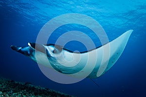 A Manta ray - Manta alfredi