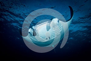 A Manta ray - Manta alfredi